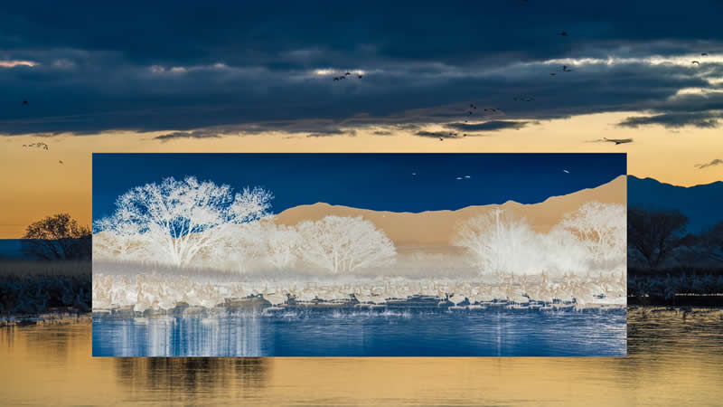 On Golden Pond by Hilda Champion, United States - Wildlife and Animals Winners of Chromatic Awards