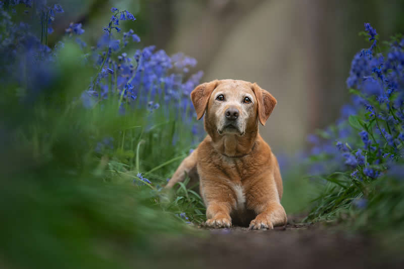 Raffy in the bluebells by Susan Lang, United Kingdom - Wildlife and Animals Winners of Chromatic Awards