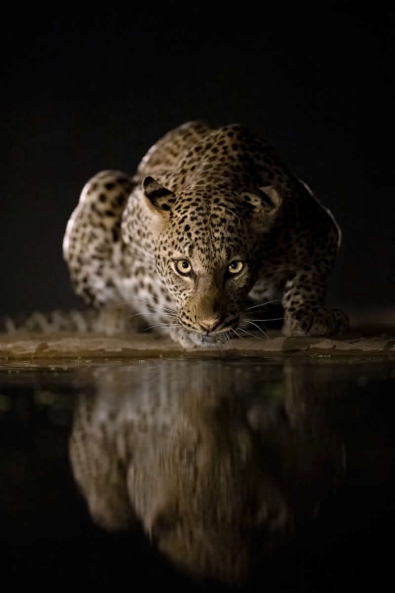 Reflections in the Night by Marcello Galleano, Italy - Wildlife and Animals Winners of Chromatic Awards