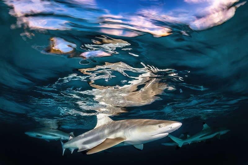 Shark Sunset by Remuna Beca, United States - Wildlife and Animals Winners of Chromatic Awards