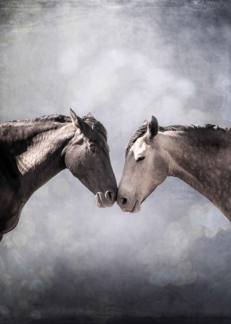 Soulful Encounter by Matt Dusig, United States - Wildlife and Animals Winners of Chromatic Awards