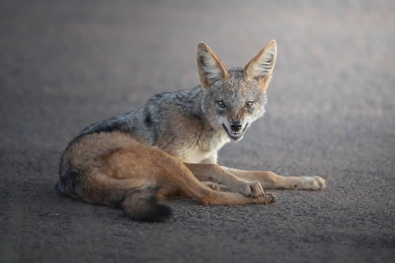 The cunning jackal by Marcello Galleano, Italy - Wildlife and Animals Winners of Chromatic Awards