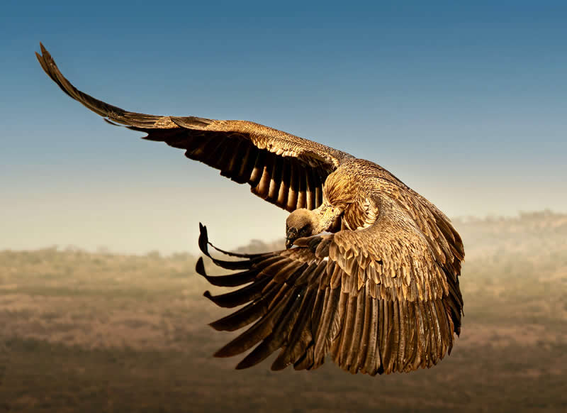 The scavenger by Ngar Shun Victor Wong, Hong Kong - Wildlife and Animals Winners of Chromatic Awards