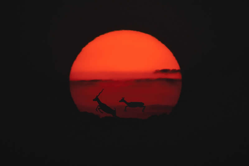 Towards the sun by Baiju Patil, India - Wildlife and Animals Winners of Chromatic Awards