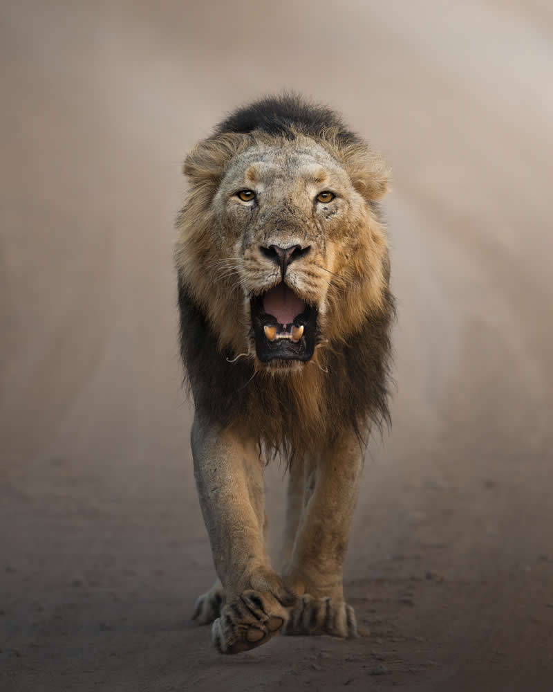 Walking with the lion by Marcello Galleano, Italy - Wildlife and Animals Winners of Chromatic Awards