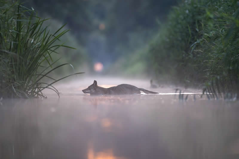 Wolf by Hubert Mielnik, Poland - Wildlife and Animals Winners of Chromatic Awards