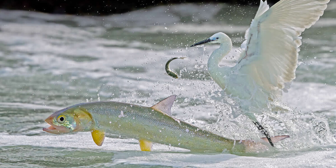Wildlife and Animals Winners of Chromatic Awards