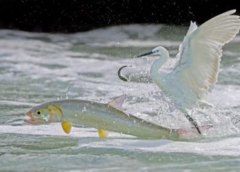 Wildlife and Animals Winners of Chromatic Awards