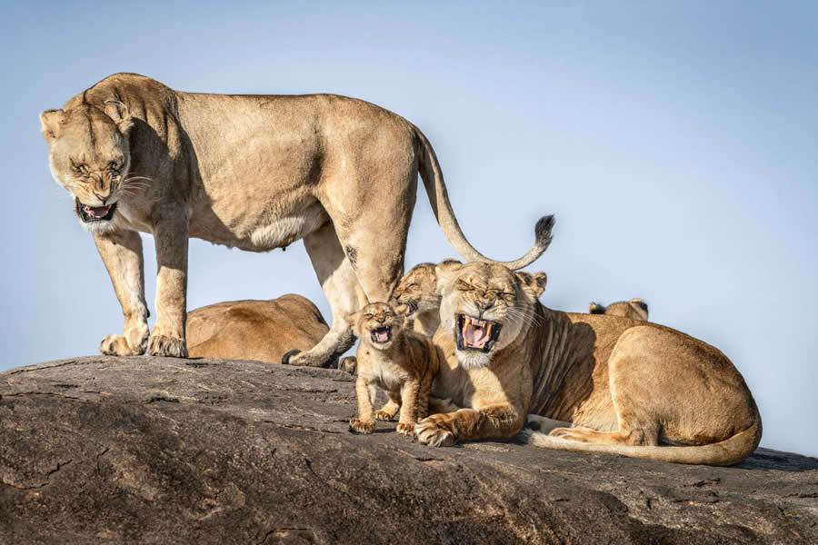 2025 Comedy Wildlife Photography Awards Finalists