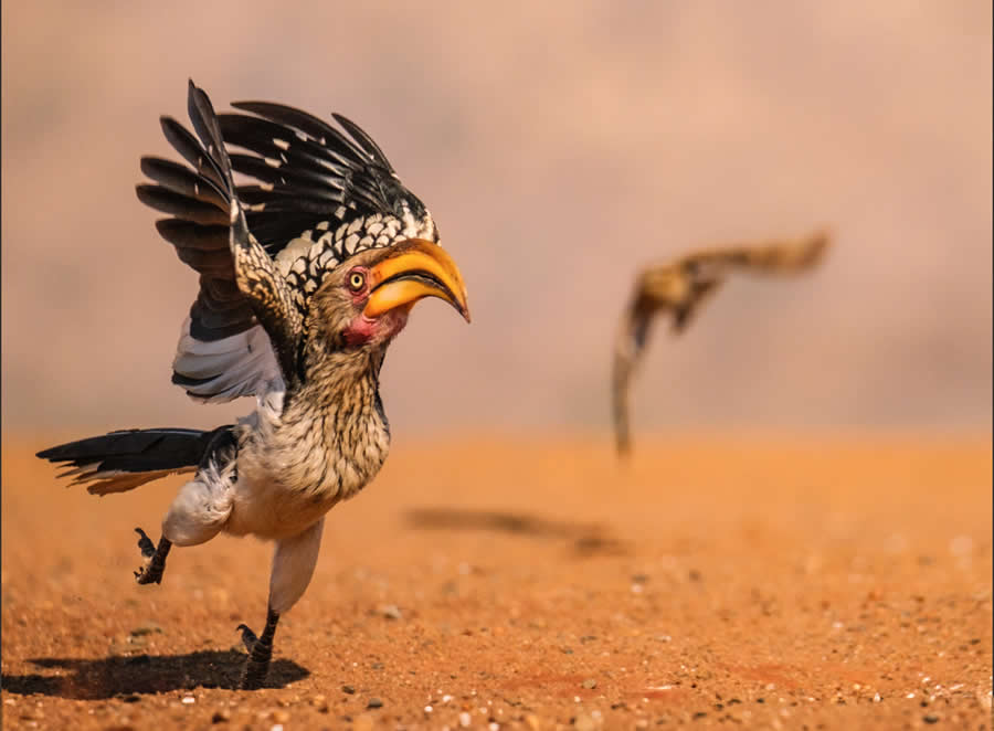 2025 Comedy Wildlife Photography Awards Finalists