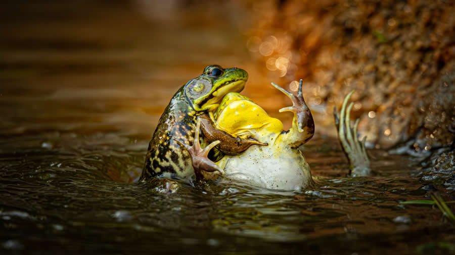 2025 Comedy Wildlife Photography Awards Finalists