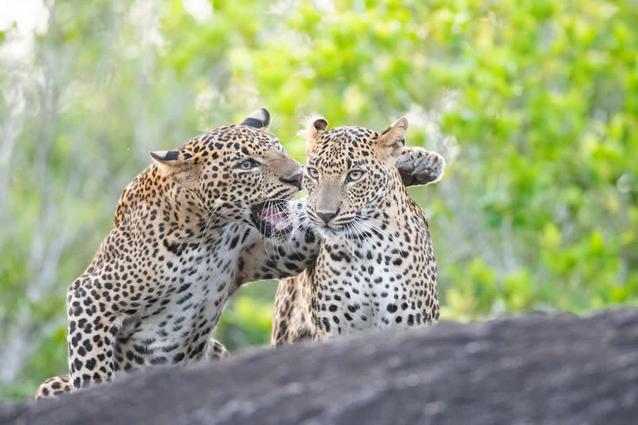 2025 Comedy Wildlife Photography Awards Finalists