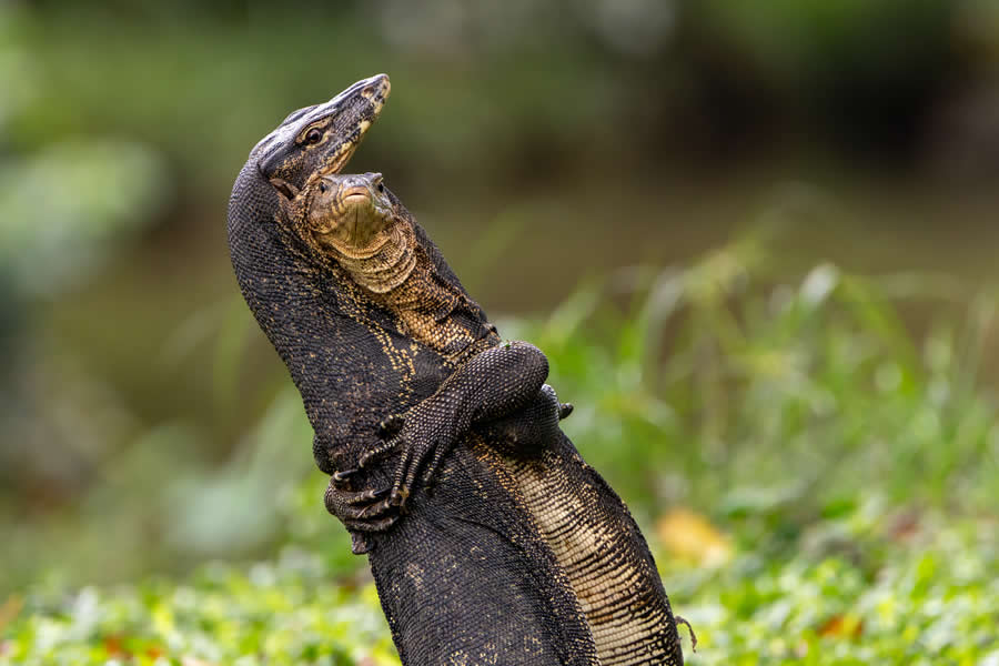 2025 Comedy Wildlife Photography Awards Finalists