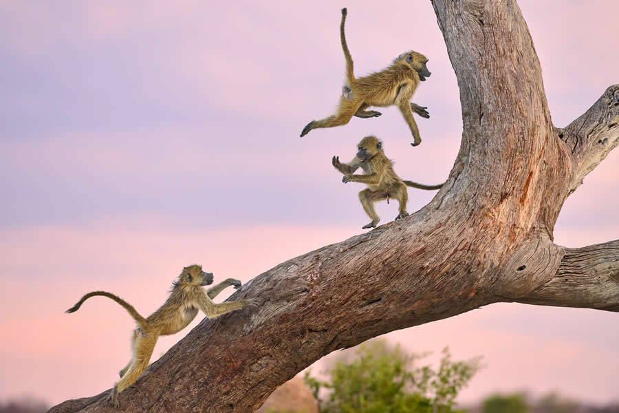 2025 Comedy Wildlife Photography Awards Finalists