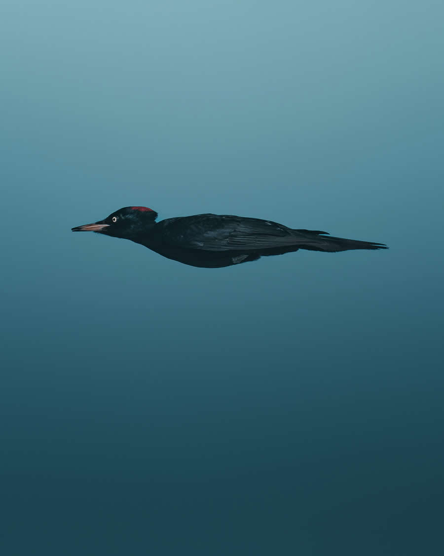 2025 Comedy Wildlife Photography Awards Finalists