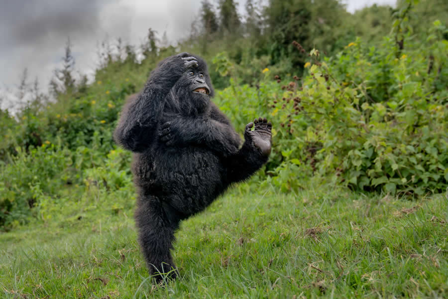 2025 Comedy Wildlife Photography Awards Finalists