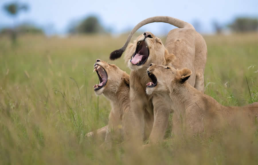 2025 Comedy Wildlife Photography Awards Finalists