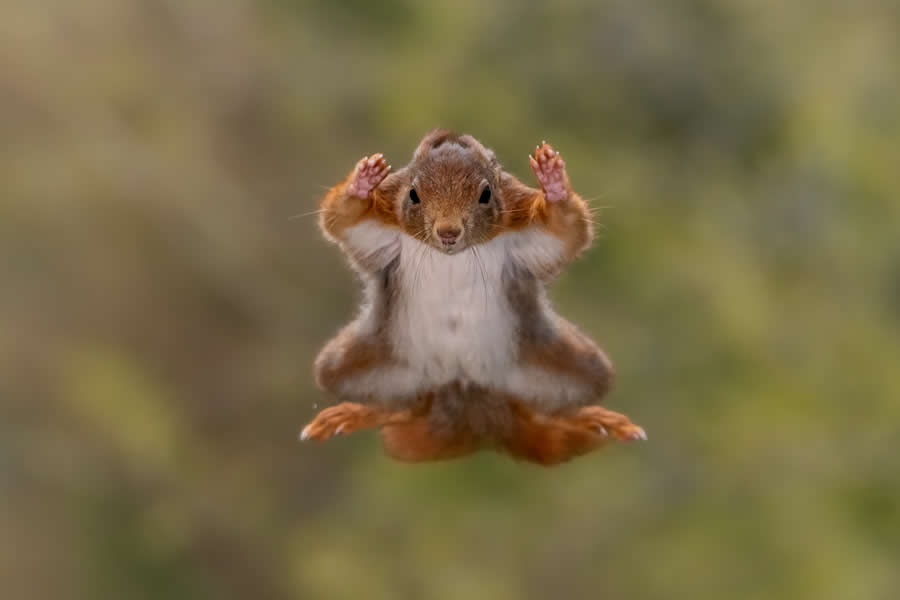 2025 Comedy Wildlife Photography Awards Finalists