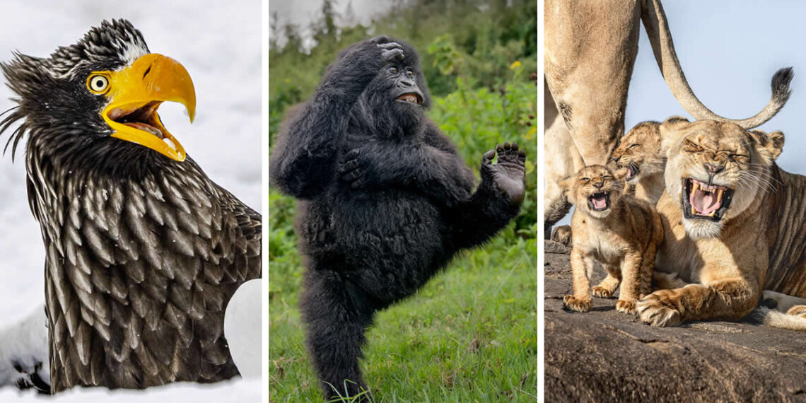 2025 Comedy Wildlife Photography Awards Finalists