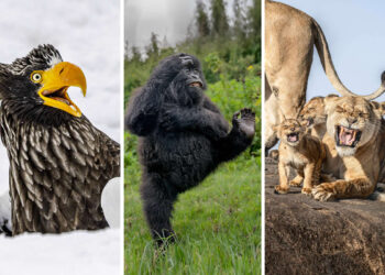 2025 Comedy Wildlife Photography Awards Finalists