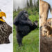2025 Comedy Wildlife Photography Awards Finalists