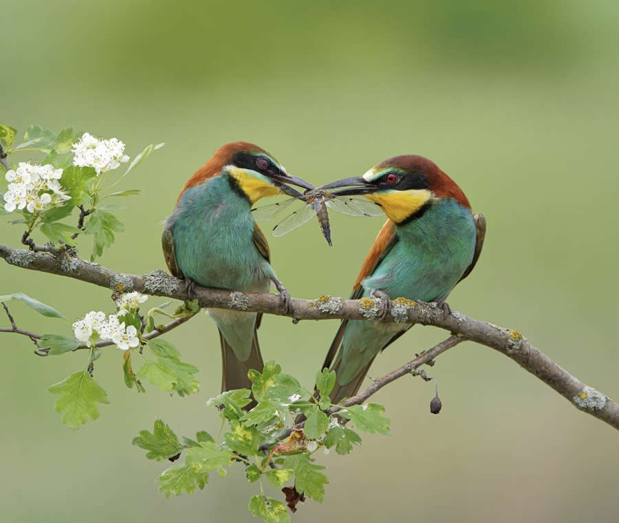 Declaration of love by Oleg Yesikov - Decisive Moments of Birds from 35 Photography Awards