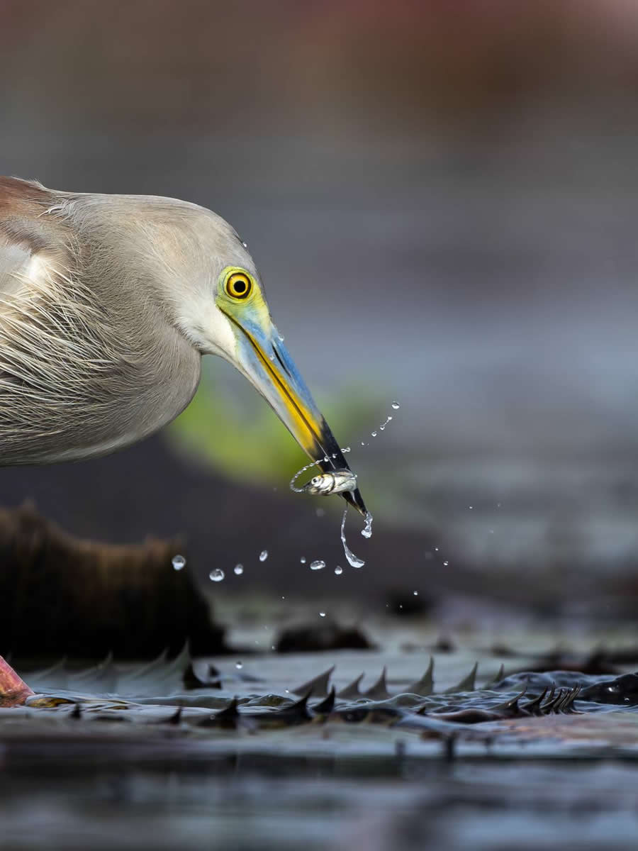 Fresh Catch by Aritra Nath - Decisive Moments of Birds from 35 Photography Awards