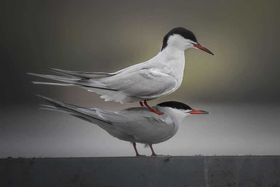 Photo by Vyacheslav Ladanov - Decisive Moments of Birds from 35 Photography Awards