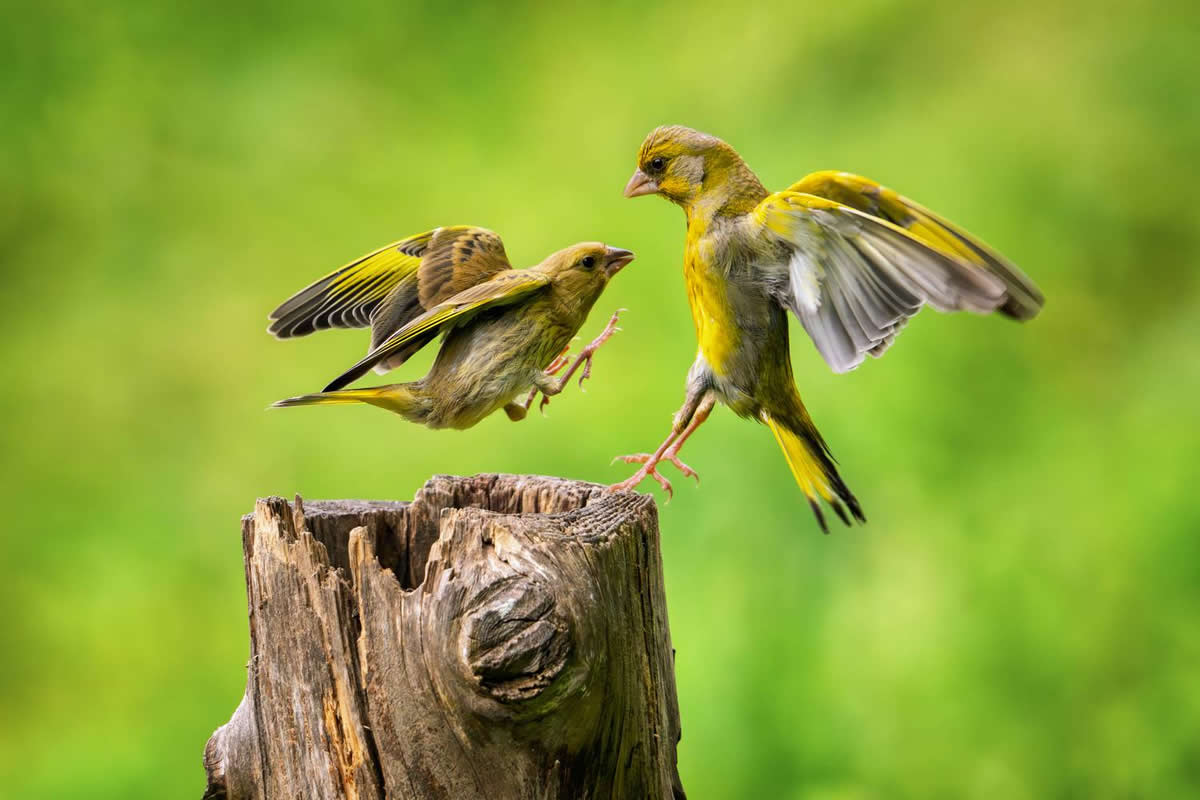 Decisive Moments of Birds from 35 Photography Awards