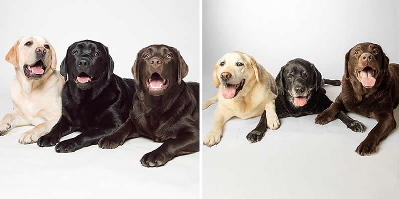 Abe, Ike And Dutch – 2011 And 2021 - Emotional Dog Portraits by Amanda Jones Capture Aging and Love