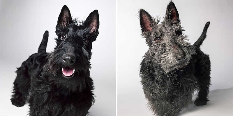 Katy Koo – 2012 And 2022 - Emotional Dog Portraits by Amanda Jones Capture Aging and Love
