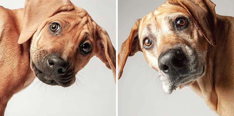 Morgan – 2008 And 2022 - Emotional Dog Portraits by Amanda Jones Capture Aging and Love