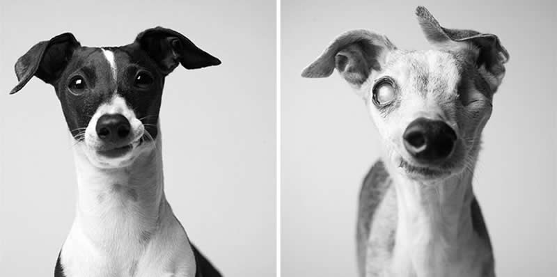 Cosmo – 2006 And 2019 - Emotional Dog Portraits by Amanda Jones Capture Aging and Love