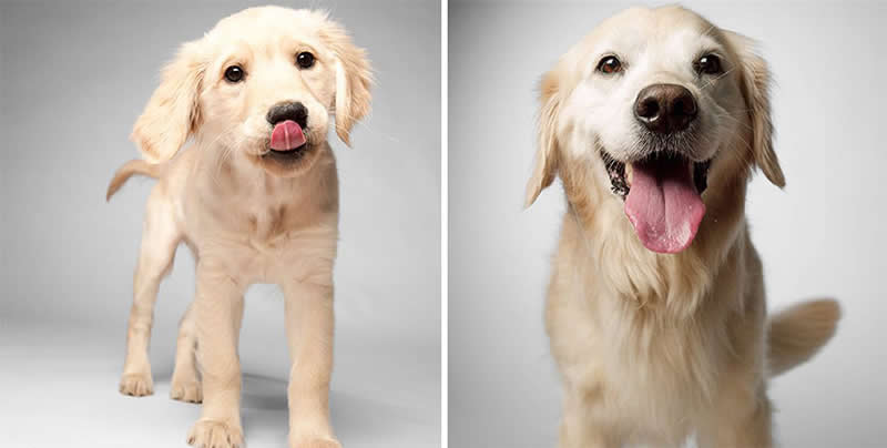 Rosie – 2012 And 2019 -  Emotional Dog Portraits by Amanda Jones Capture Aging and Love