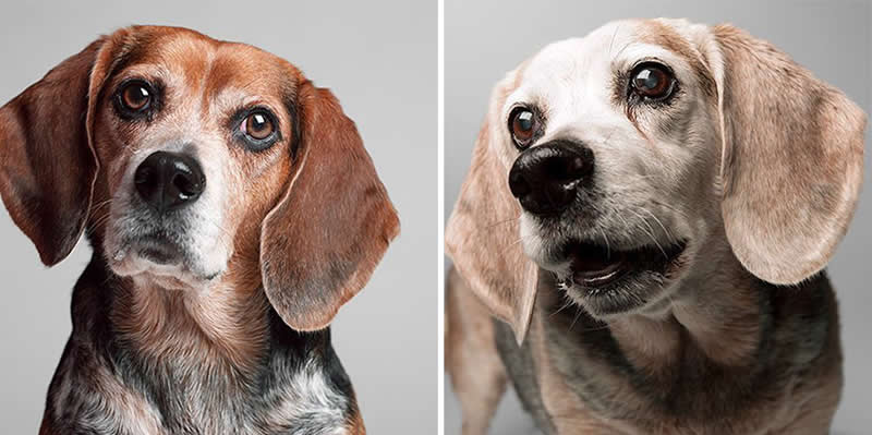 Shumacher – 2006 And 2014 - Emotional Dog Portraits by Amanda Jones Capture Aging and Love