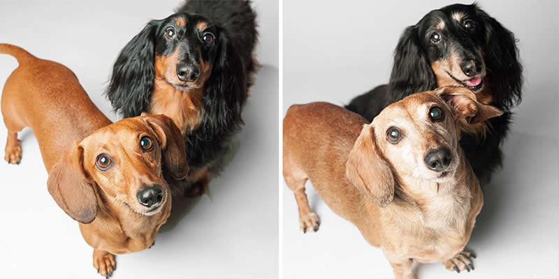 Noodle And Frank – 2008 And 2016 - Emotional Dog Portraits by Amanda Jones Capture Aging and Love