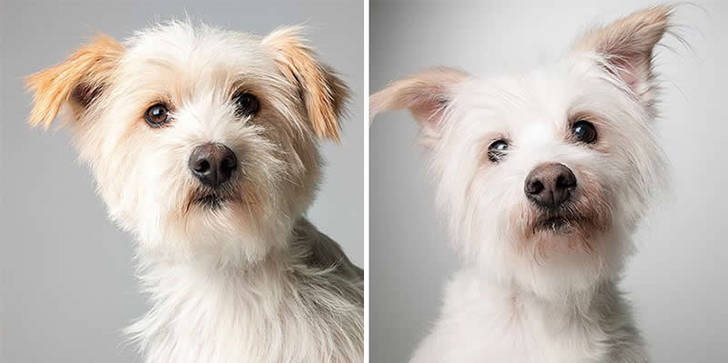 Nora – 2006 And 2017 - Emotional Dog Portraits by Amanda Jones Capture Aging and Love