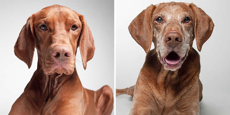 Ruby – 2007 And 2016 - Emotional Dog Portraits by Amanda Jones Capture Aging and Love