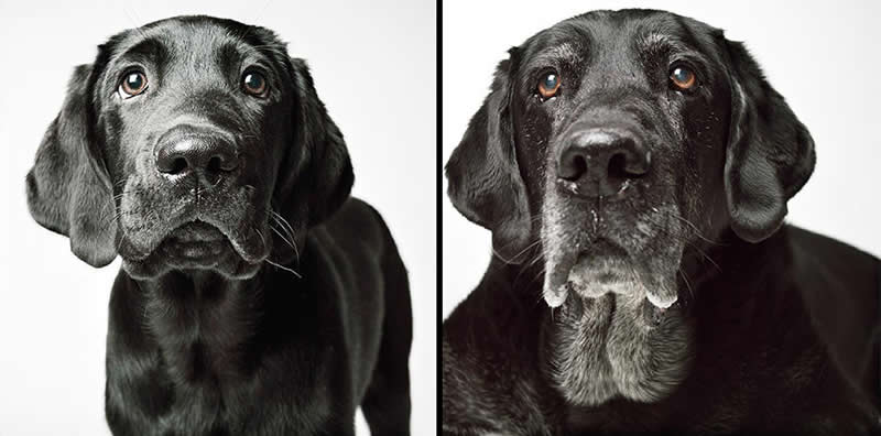 Laker – 2008 And 2020 - Emotional Dog Portraits by Amanda Jones Capture Aging and Love
