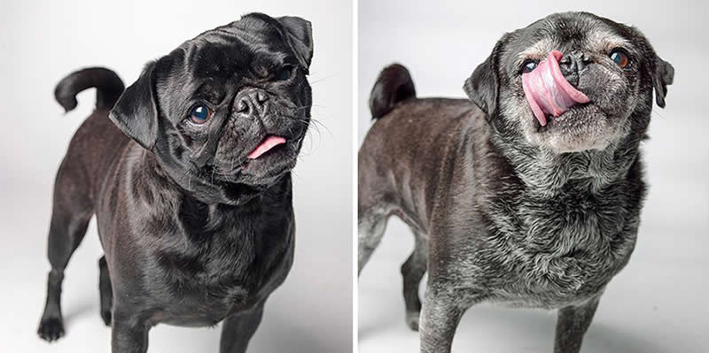 Eleanor – 2014 And 2020 - Emotional Dog Portraits by Amanda Jones Capture Aging and Love