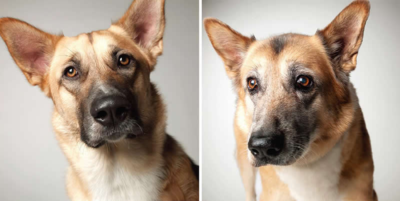Loki – 2009 And 2021 - Emotional Dog Portraits by Amanda Jones Capture Aging and Love