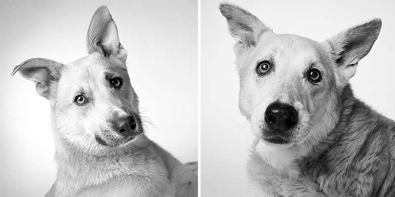 Zamboni – 1999 And 2012 - Emotional Dog Portraits by Amanda Jones Capture Aging and Love