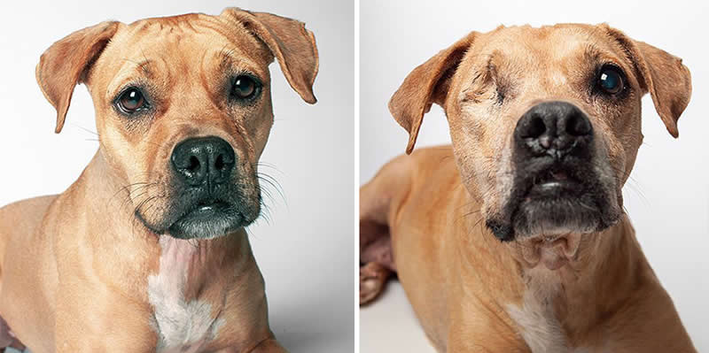 Chewy – 2012 And 2021 - Emotional Dog Portraits by Amanda Jones Capture Aging and Love