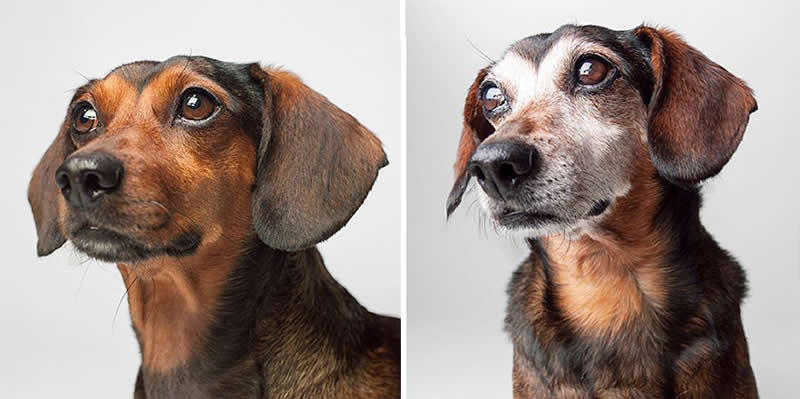 Max – 2011 And 2021 - Emotional Dog Portraits by Amanda Jones Capture Aging and Love