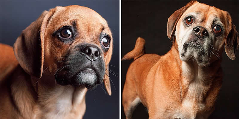 Moose – 2007 And 2015 - Emotional Dog Portraits by Amanda Jones Capture Aging and Love