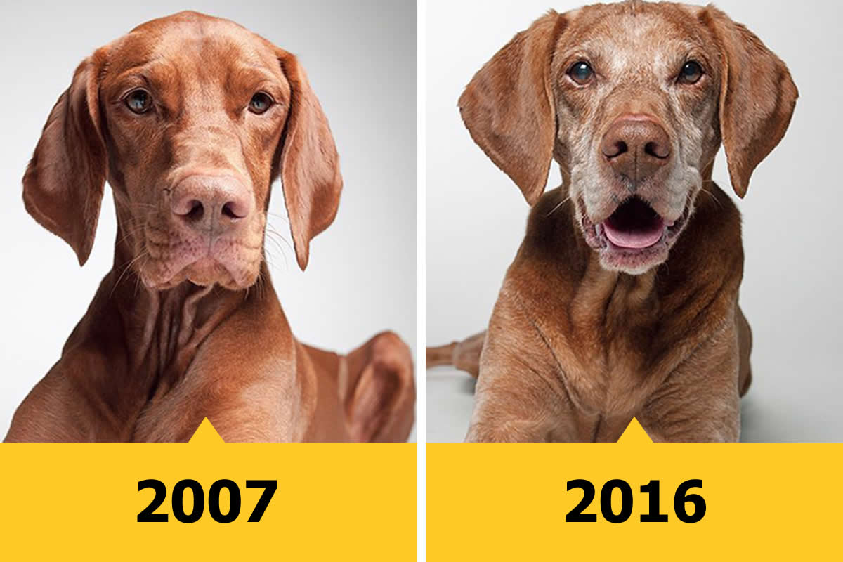 Emotional Dog Portraits by Amanda Jones Capture Aging and Love