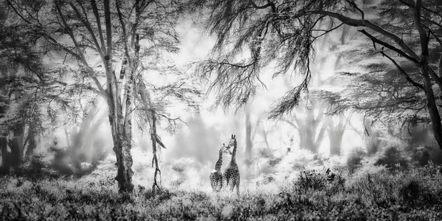 Sacred Nature, Lake Nakuru, Kenya by Marina Cano, Spain - 2025 Epson International Pano Awards Landscape Winners