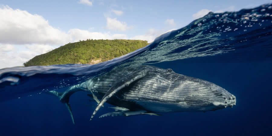 The Whales Welcome, The Kingdom of Tonga by Matthew Smith, Australia - 2025 Epson International Pano Awards Landscape Winners