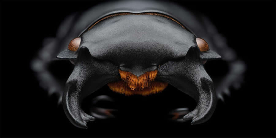Neolucanus Maximus by Ji Yuan, China - 2025 Epson International Pano Awards Landscape Winners