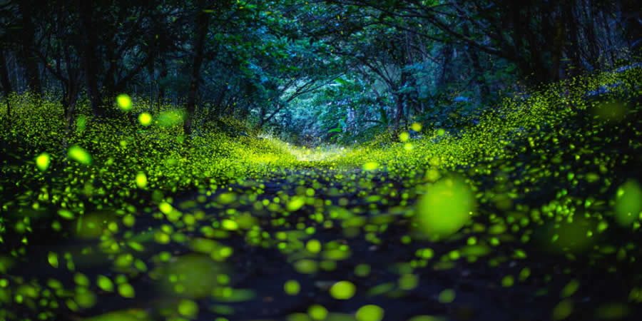 Glowworm Cave, Lugu, Nantou, Taiwan by Yao Yuan Shang, Taiwan - 2025 Epson International Pano Awards Landscape Winners